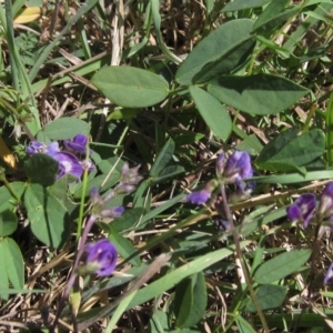 Glycine tabacina at Latham, ACT - 6 Mar 2023 12:30 PM