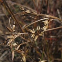 Juncus homalocaulis (A Rush) at The Pinnacle - 10 Mar 2023 by pinnaCLE