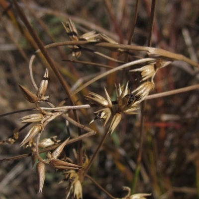 Juncus homalocaulis (A Rush) at Hawker, ACT - 10 Mar 2023 by pinnaCLE