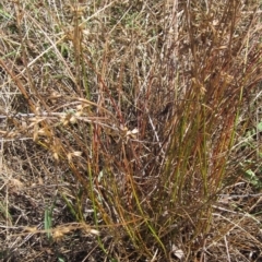 Juncus homalocaulis at Hawker, ACT - 10 Mar 2023