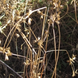 Juncus homalocaulis at Hawker, ACT - 10 Mar 2023