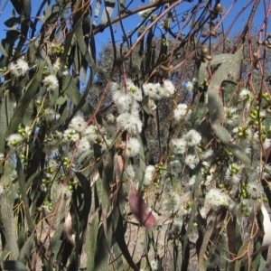 Eucalyptus bridgesiana at Hawker, ACT - 10 Mar 2023 02:27 PM