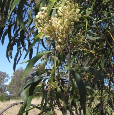 Acacia implexa (Hickory Wattle, Lightwood) at The Pinnacle - 10 Mar 2023 by pinnaCLE