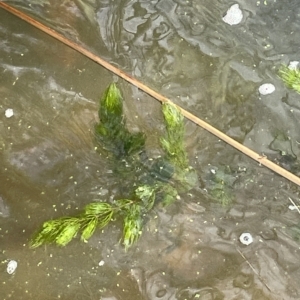 Ceratophyllum demersum at Yarralumla, ACT - 11 Mar 2023