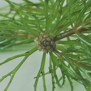 Ceratophyllum demersum at Yarralumla, ACT - 11 Mar 2023