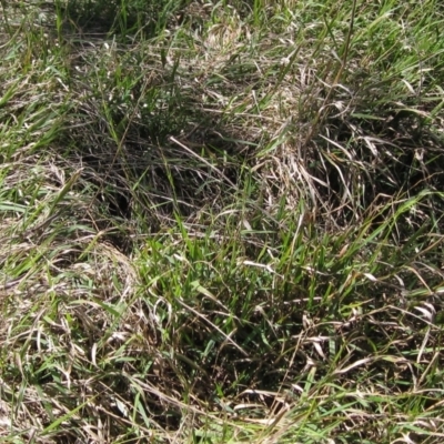 Microlaena stipoides (Weeping Grass) at The Pinnacle - 10 Mar 2023 by pinnaCLE