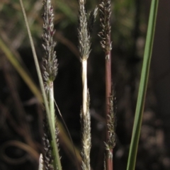 Sporobolus creber (Slender Rat's Tail Grass) at The Pinnacle - 10 Mar 2023 by pinnaCLE