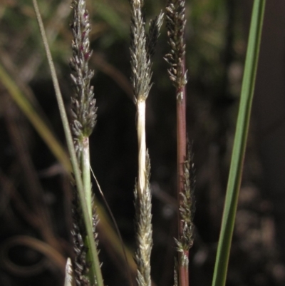 Sporobolus creber (Slender Rat's Tail Grass) at Hawker, ACT - 10 Mar 2023 by pinnaCLE