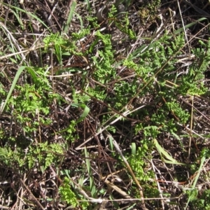 Cheilanthes sieberi at Hawker, ACT - 10 Mar 2023