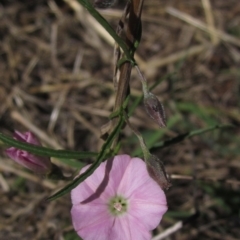 Convolvulus angustissimus subsp. angustissimus (Australian Bindweed) at The Pinnacle - 10 Mar 2023 by pinnaCLE