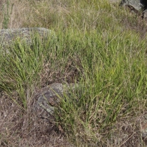 Lomandra filiformis subsp. coriacea at Hawker, ACT - 10 Mar 2023 02:48 PM