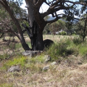 Lomandra filiformis subsp. coriacea at Hawker, ACT - 10 Mar 2023