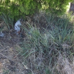 Dianella revoluta (Black-Anther Flax Lily) at The Pinnacle - 10 Mar 2023 by pinnaCLE