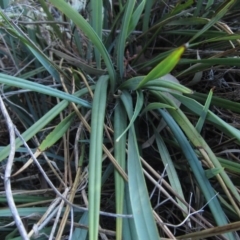 Dianella revoluta at Hawker, ACT - 10 Mar 2023 02:52 PM