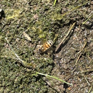 Apis mellifera at Karabar, NSW - 12 Mar 2023