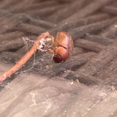 Sericesthis sp. (genus) at Greenleigh, NSW - 12 Mar 2023 12:06 PM