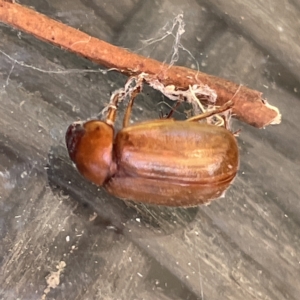 Sericesthis sp. (genus) at Greenleigh, NSW - 12 Mar 2023