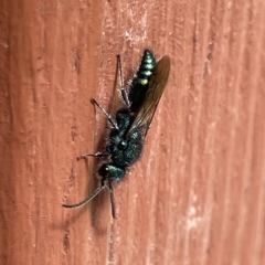 Aglaotilla sp. (genus) at QPRC LGA - 12 Mar 2023