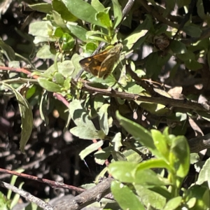 Ocybadistes walkeri at Greenleigh, NSW - 12 Mar 2023 12:29 PM