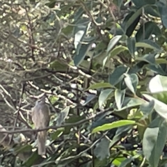 Caligavis chrysops at Karabar, NSW - 12 Mar 2023