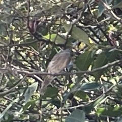 Caligavis chrysops at Karabar, NSW - 12 Mar 2023