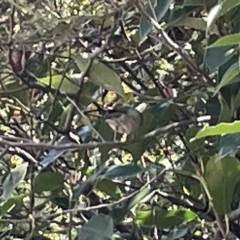 Caligavis chrysops at Karabar, NSW - 12 Mar 2023