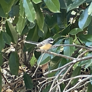 Rhipidura albiscapa at Karabar, NSW - 12 Mar 2023 01:16 PM