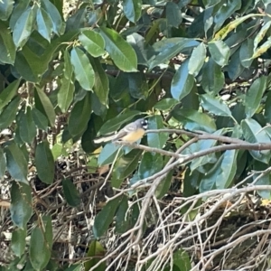 Rhipidura albiscapa at Karabar, NSW - 12 Mar 2023