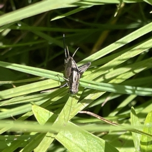 Bobilla sp. (genus) at Karabar, NSW - 12 Mar 2023