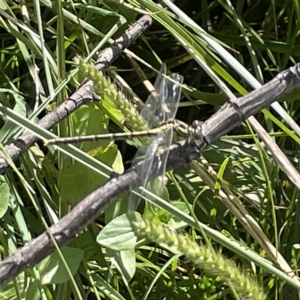 Austrogomphus guerini at Karabar, NSW - 12 Mar 2023