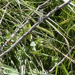 Austrogomphus guerini at Karabar, NSW - 12 Mar 2023