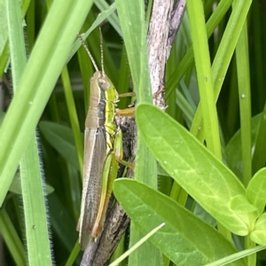 Bermius brachycerus at Karabar, NSW - 12 Mar 2023