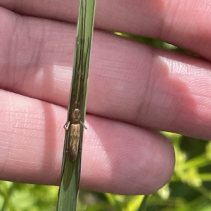 Tetragnathidae (family) at Karabar, NSW - 12 Mar 2023 01:59 PM
