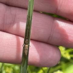 Tetragnathidae (family) at Karabar, NSW - 12 Mar 2023 01:59 PM