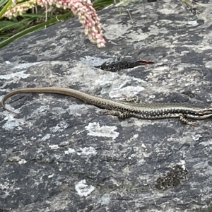 Eulamprus heatwolei at Karabar, NSW - 12 Mar 2023 01:37 PM