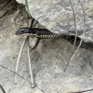 Eulamprus heatwolei at Karabar, NSW - 12 Mar 2023 01:37 PM