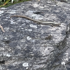 Eulamprus heatwolei at Karabar, NSW - 12 Mar 2023 01:37 PM