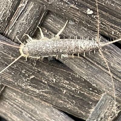 Ctenolepisma longicaudatum (Silverfish) at Greenleigh, NSW - 12 Mar 2023 by Hejor1