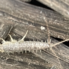 Ctenolepisma longicaudatum at Greenleigh, NSW - 12 Mar 2023