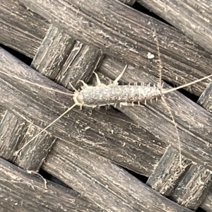 Ctenolepisma longicaudatum at Greenleigh, NSW - 12 Mar 2023