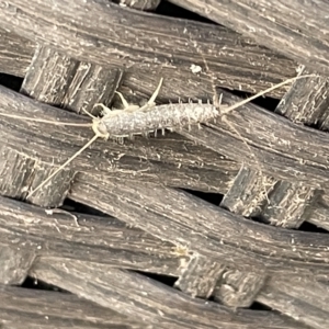 Ctenolepisma longicaudatum at Greenleigh, NSW - 12 Mar 2023