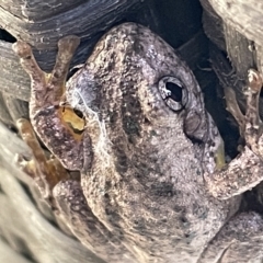 Litoria peronii (Peron's Tree Frog, Emerald Spotted Tree Frog) at Greenleigh, NSW - 11 Mar 2023 by Hejor1