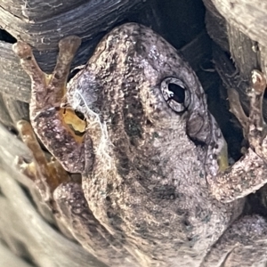 Litoria peronii at Greenleigh, NSW - 12 Mar 2023 10:29 AM