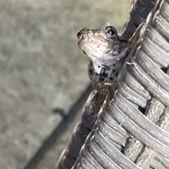 Litoria peronii at Greenleigh, NSW - 12 Mar 2023