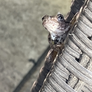 Litoria peronii at Greenleigh, NSW - 12 Mar 2023 10:29 AM