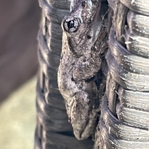 Litoria peronii at Greenleigh, NSW - 12 Mar 2023 10:29 AM