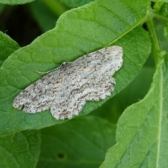 Ectropis fractaria (Ringed Bark Moth) at Mongarlowe River - 15 Nov 2021 by arjay