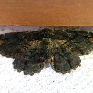 Pholodes sinistraria at Charleys Forest, NSW - 1 Jan 2023