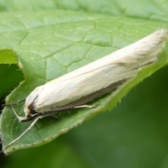 Philobota hypocausta (A Concealer moth) at Charleys Forest, NSW - 26 Oct 2022 by arjay