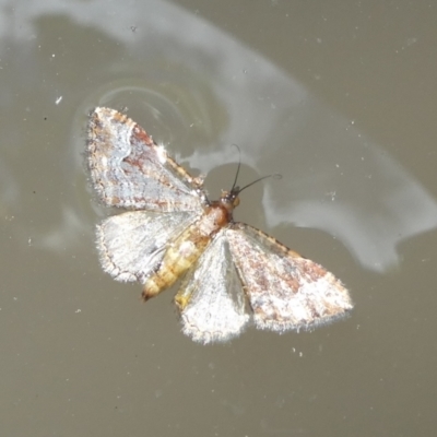 Epyaxa (genus) at Charleys Forest, NSW - 22 Jan 2022 by arjay